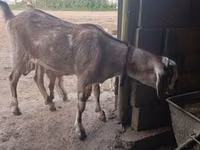 母山羊, Goats — 照片 1