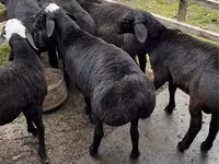 Widder, Hissar sheep — Foto 1