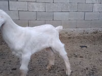 Cabro, Nubian Goat — foto 4