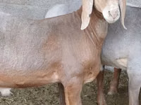 मेढ़ा, Arashan sheep — फ़ोटो 1