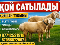 كبش, Arashan sheep — الصورة 1