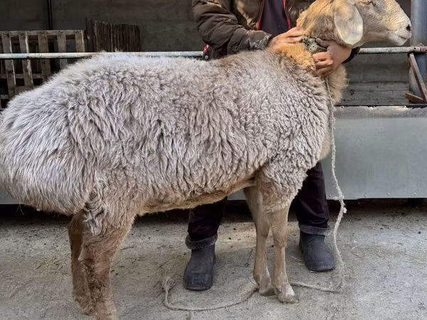 Schaf, Arashan sheep