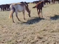 母马, Horses — 照片 3