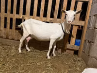Ziege, Saanen goat — Foto 3