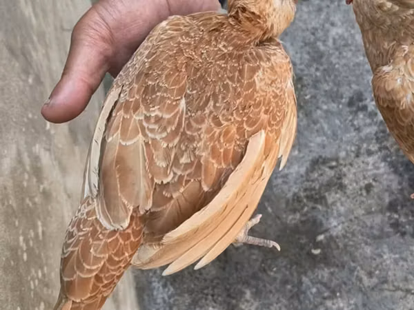 塞布赖特