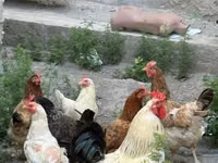 Chickens — photo 1