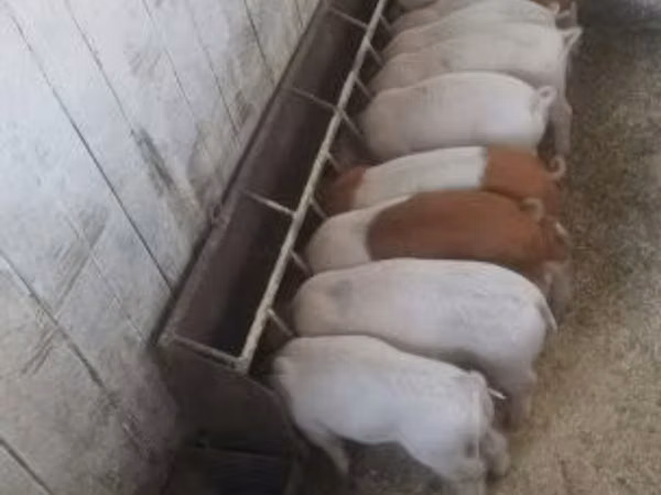 Schweine (Partie, Geschlecht nicht angegeben), Schweine
