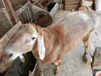 Widder, Arashan sheep — Foto 3