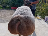 Oveja, Arashan sheep — foto 4