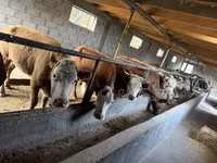 Sigir, Simmental cattle — 4-rasm