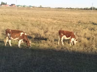 Kuh, Swiss cattle — Foto 1
