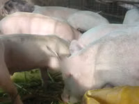 猪（批次，未指定性别）, Pigs — 照片 5