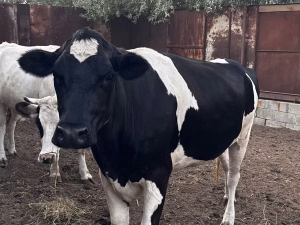母牛, Holstein breed — 吉尔吉斯斯坦