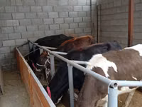 母牛, Russian Black pied cattle — 照片 3
