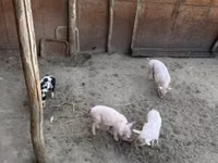 母猪, Pigs — 照片 4