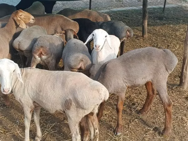 Oveja, Ovejas — Kirguistán