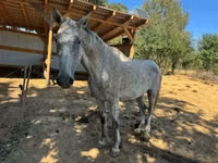حصان, Oldenburg horse — الصورة 5