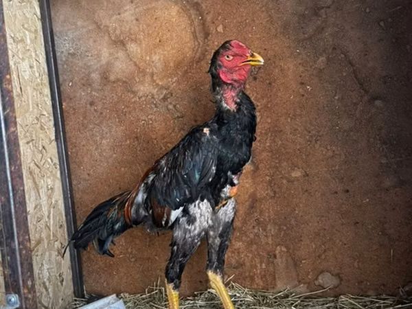 Chickens