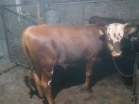 Toro, Simmental cattle — foto 1