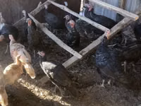 Turkeys — Foto 1