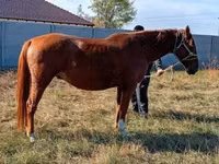 Horse (M), Horses — photo 6