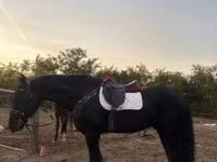 Caballo, Friesian — foto 5