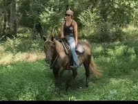 Toychoq, Kentucky mountain daddle horse — 7-rasm