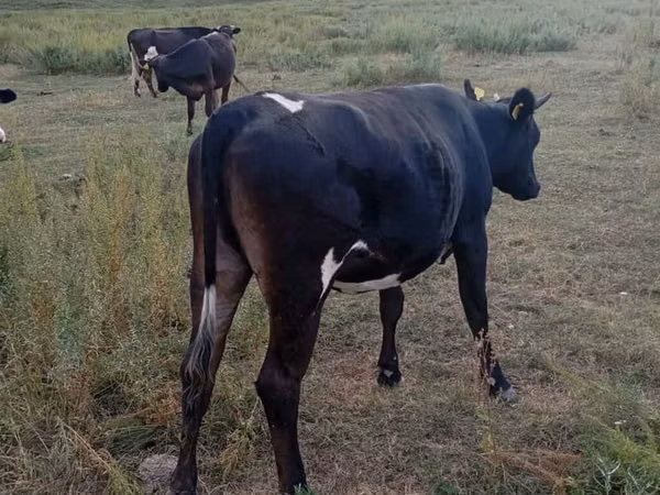 母牛, Russian Black pied cattle — 吉尔吉斯斯坦
