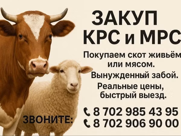 Корова, Коровы