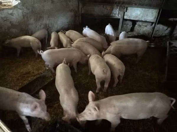 Schweine (Partie, Geschlecht nicht angegeben), 