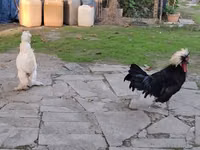 Chickens — Foto 3