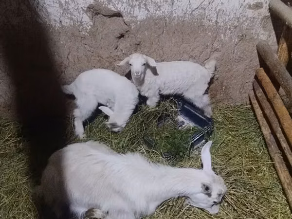 عنزة, Alpine goat
