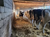 Kuh, Swiss cattle — Foto 3
