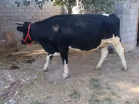 Sigir, Gollandiyalik zot — 5-rasm