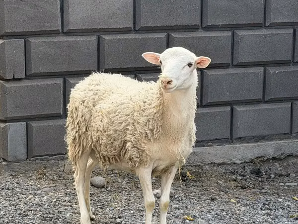 Кочкор, Гиссар койу