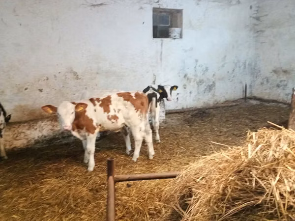Bovinos (lote, sexo no especificado), Simmental cattle