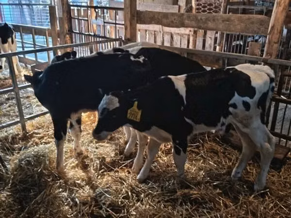 Bulle, Russian Black pied cattle