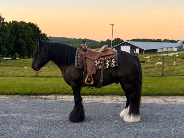 Hengst, Gypsy horse