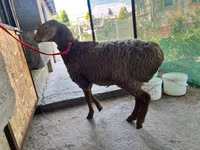 Schaf, Arashan sheep — Foto 4