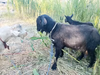 母山羊, Goats — 照片 2