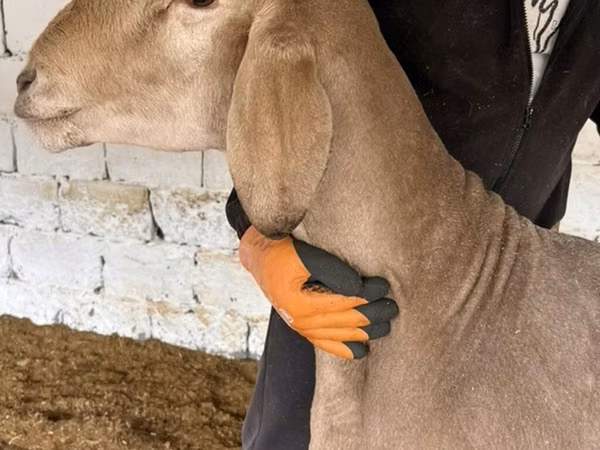 Кочкор, Арашан