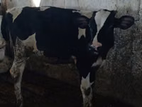 Kuh, Holstein-Rasse — Foto 2
