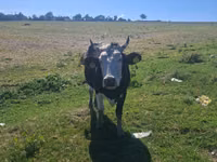 母牛, Russian Black pied cattle — 照片 5