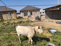 تيس, Saanen goat — الصورة 4