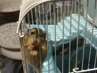 7 ədəd hamster və qəfəs dəsti - Növ: xırda ev heyvanı (hamster) - — foto 2