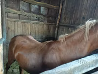 حصان, Horse breed — الصورة 2