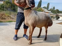 Oveja, Arashan sheep — foto 3