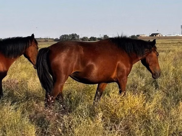 فرس, Kazakh horse — كازاخستان