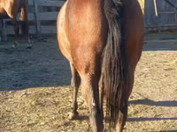 Stute, Arabian horse — Foto 2