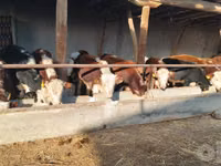 Bulle, Simmental cattle — Foto 3